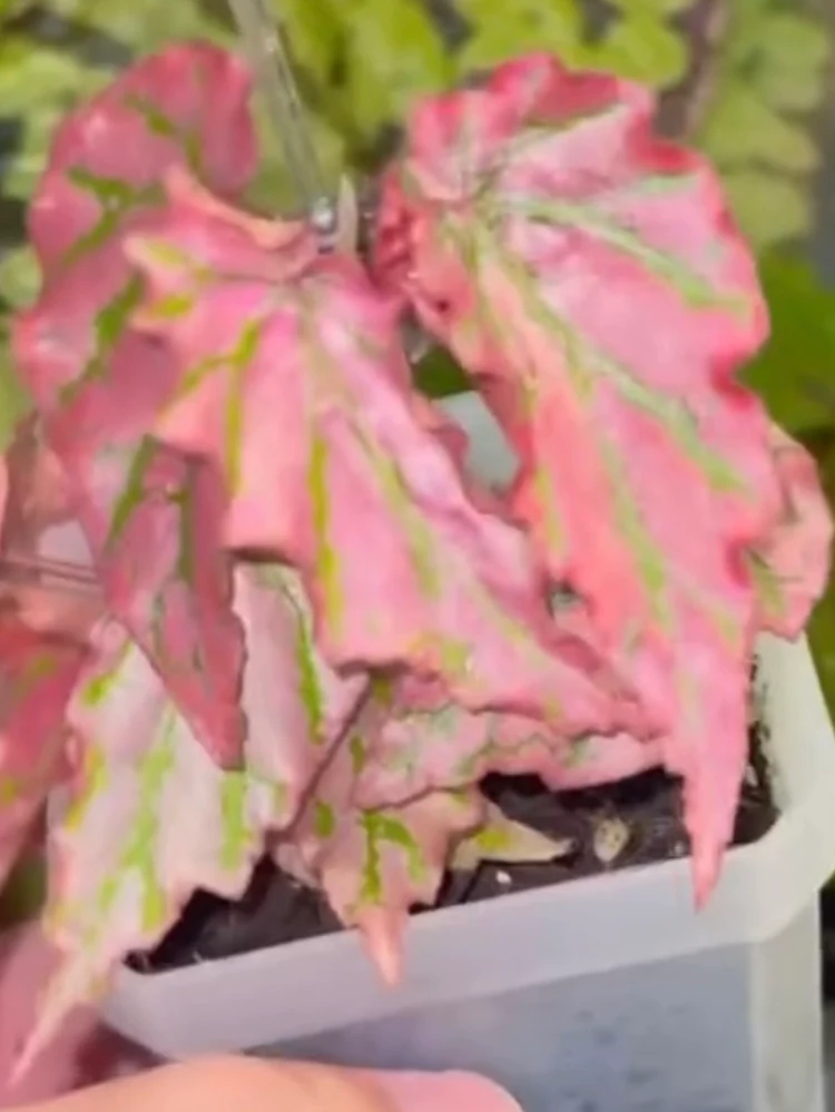 Begonia 'Pink Legacy' by NashvilleNDP