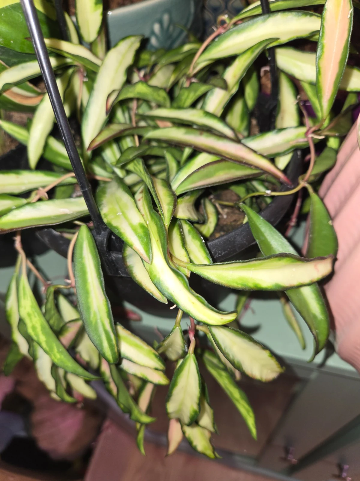 Hoya wayetii 'Variegata' by Lindav