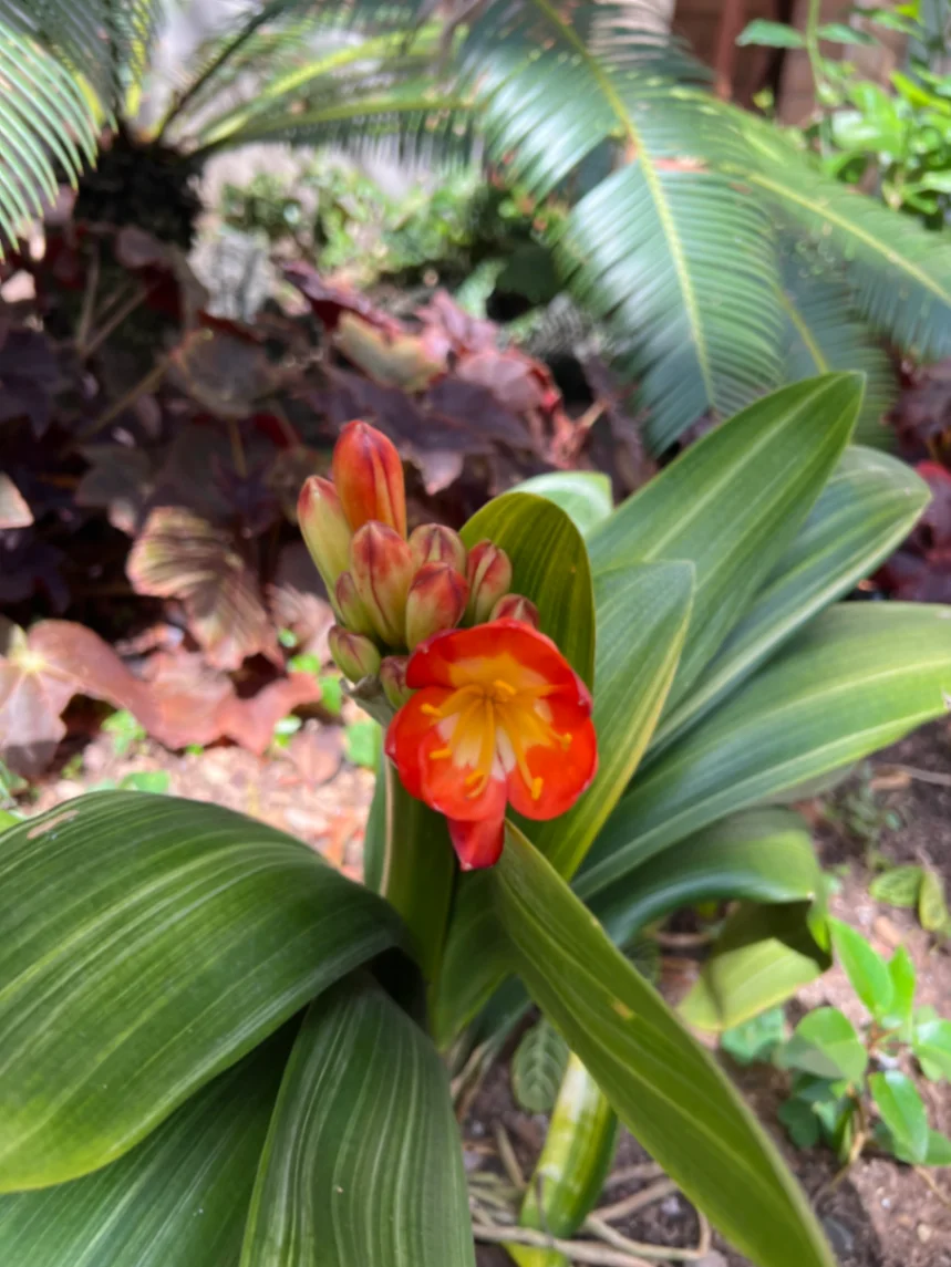 Clivia miniata by markymark