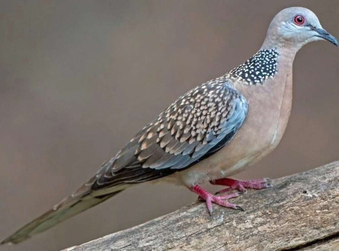 Spotted Dove Spilopelia chinensis by Frog