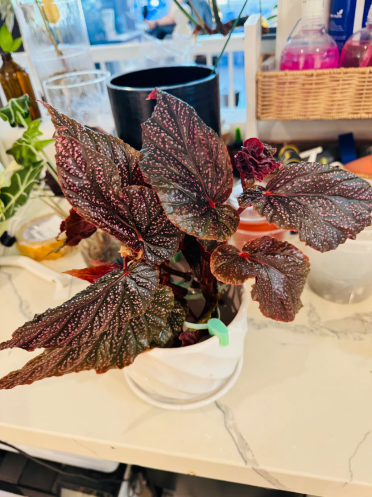 Begonia Angel Wing Begonia 'Benigo Pink' by Labuleaf