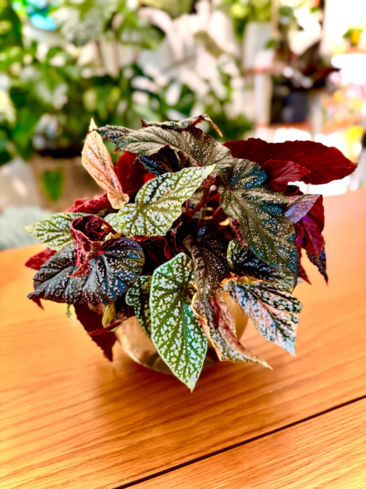 Begonia Angel Wing Begonia 'Benigo Pink' by Labuleaf