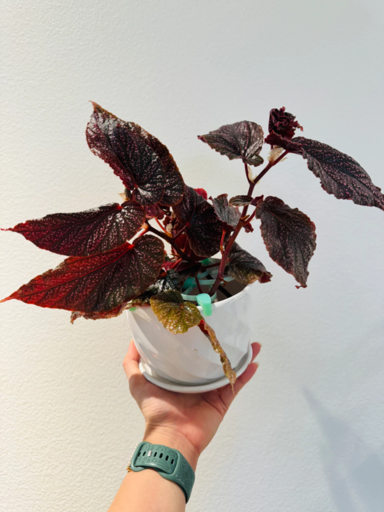 Begonia Angel Wing Begonia 'Benigo Pink' by Labuleaf