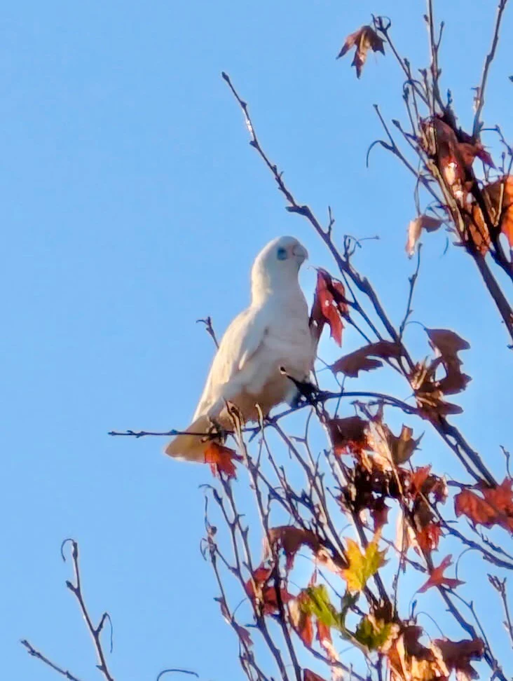 Little Corella Cacatua sanguinea by Freckles