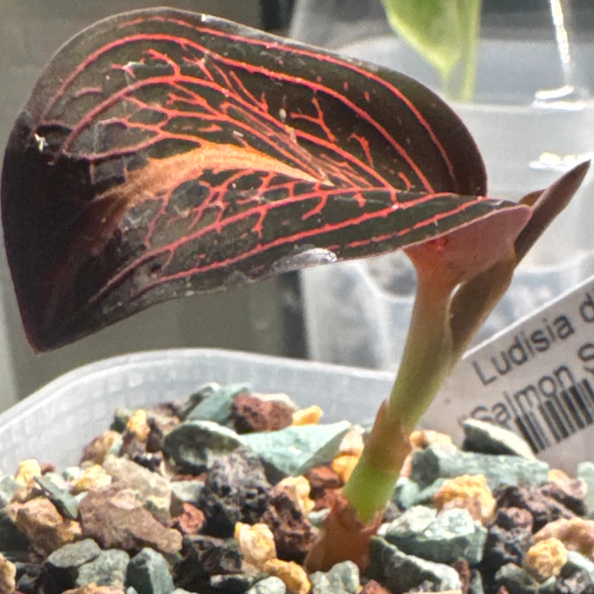 Ludisia discolor 'Salmon Sandstone' by Zharia