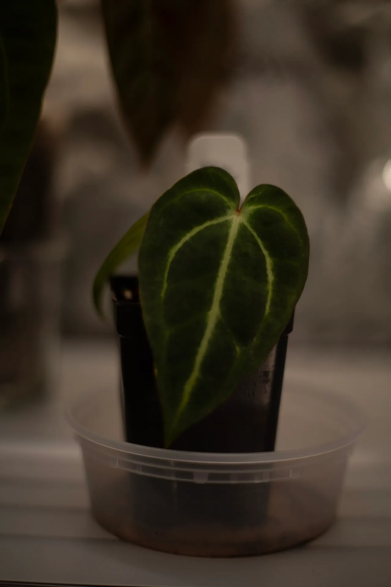 Anthurium carlablackiae 'OG4 s2' by migy