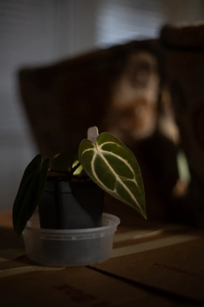 Anthurium carlablackiae 'OG4 s2' by migy