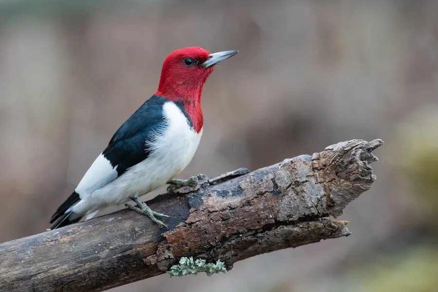 Red-headed Woodpecker Melanerpes erythrocephalus by genevieve