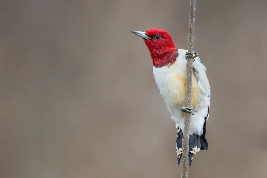 Red-headed Woodpecker Melanerpes erythrocephalus by genevieve