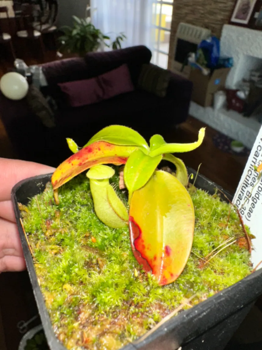 Nepenthes Alisaputrana by marklt