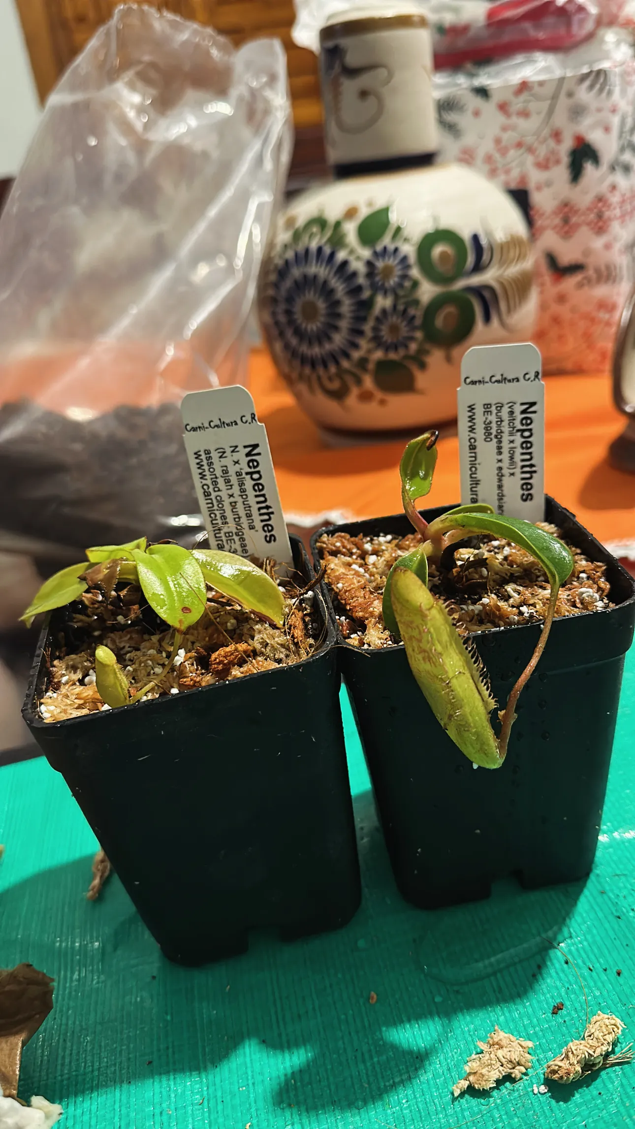 Nepenthes Alisaputrana by marklt
