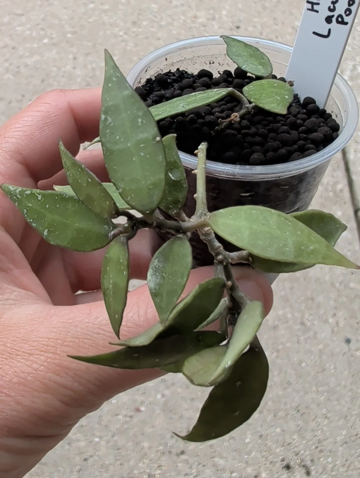 Hoya lacunosa 'Poonsak' by meg