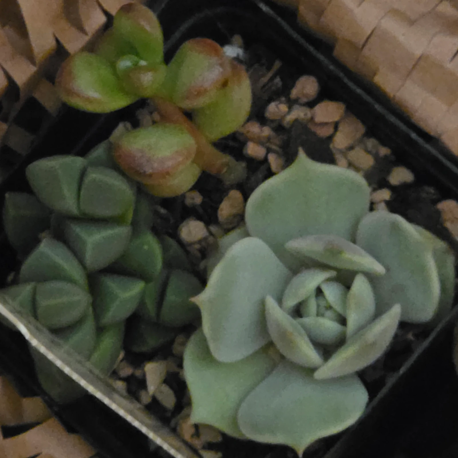 Succulent Arrangement by YodaPSkywalker