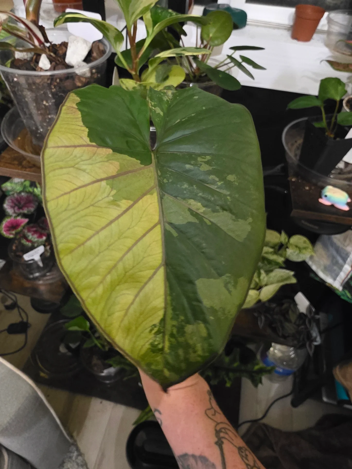 Alocasia pink serendipity 'Pink Serendipity ' by JassyB