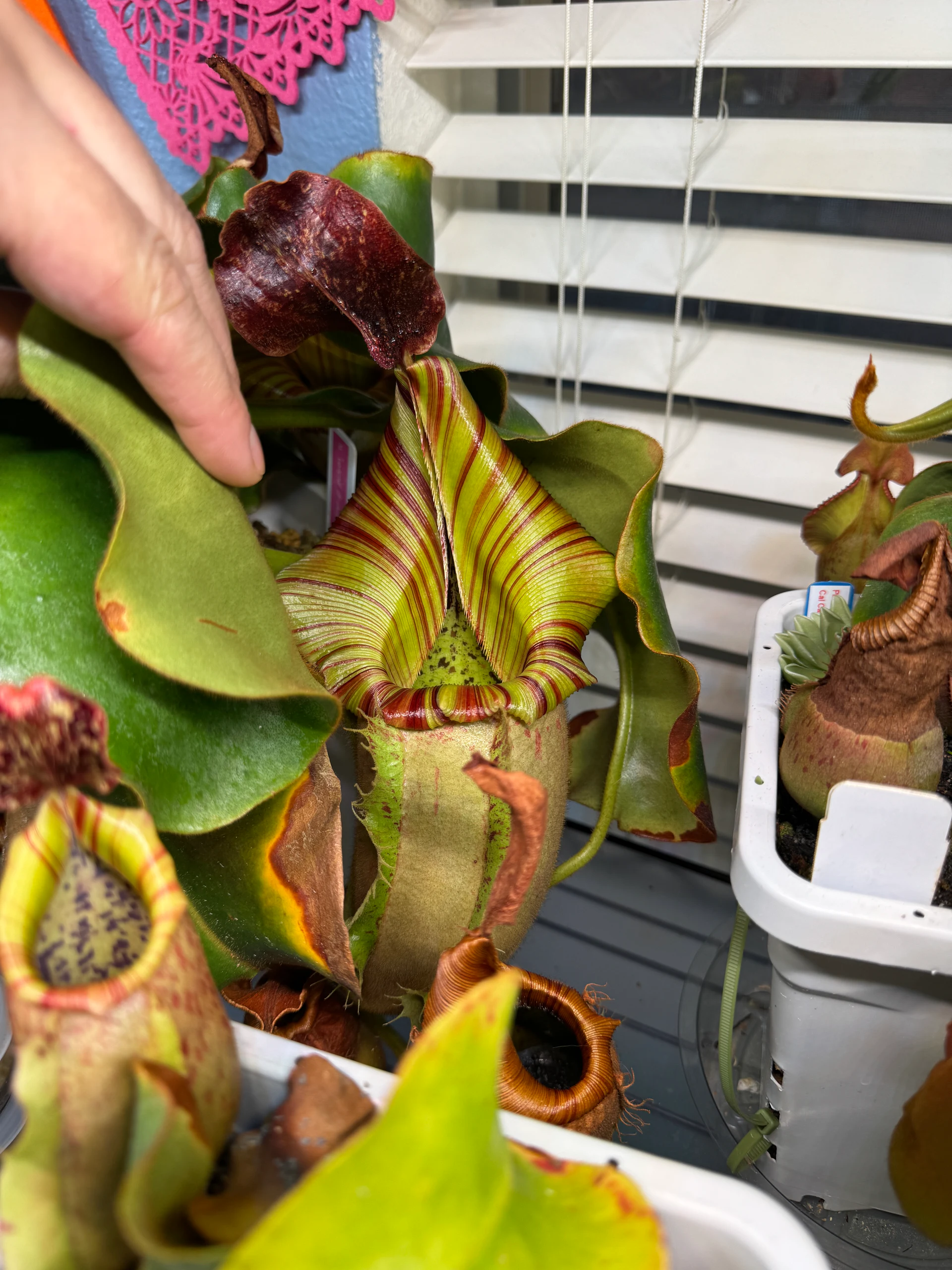 Nepenthes veitchii '“itching”' by LushGrows