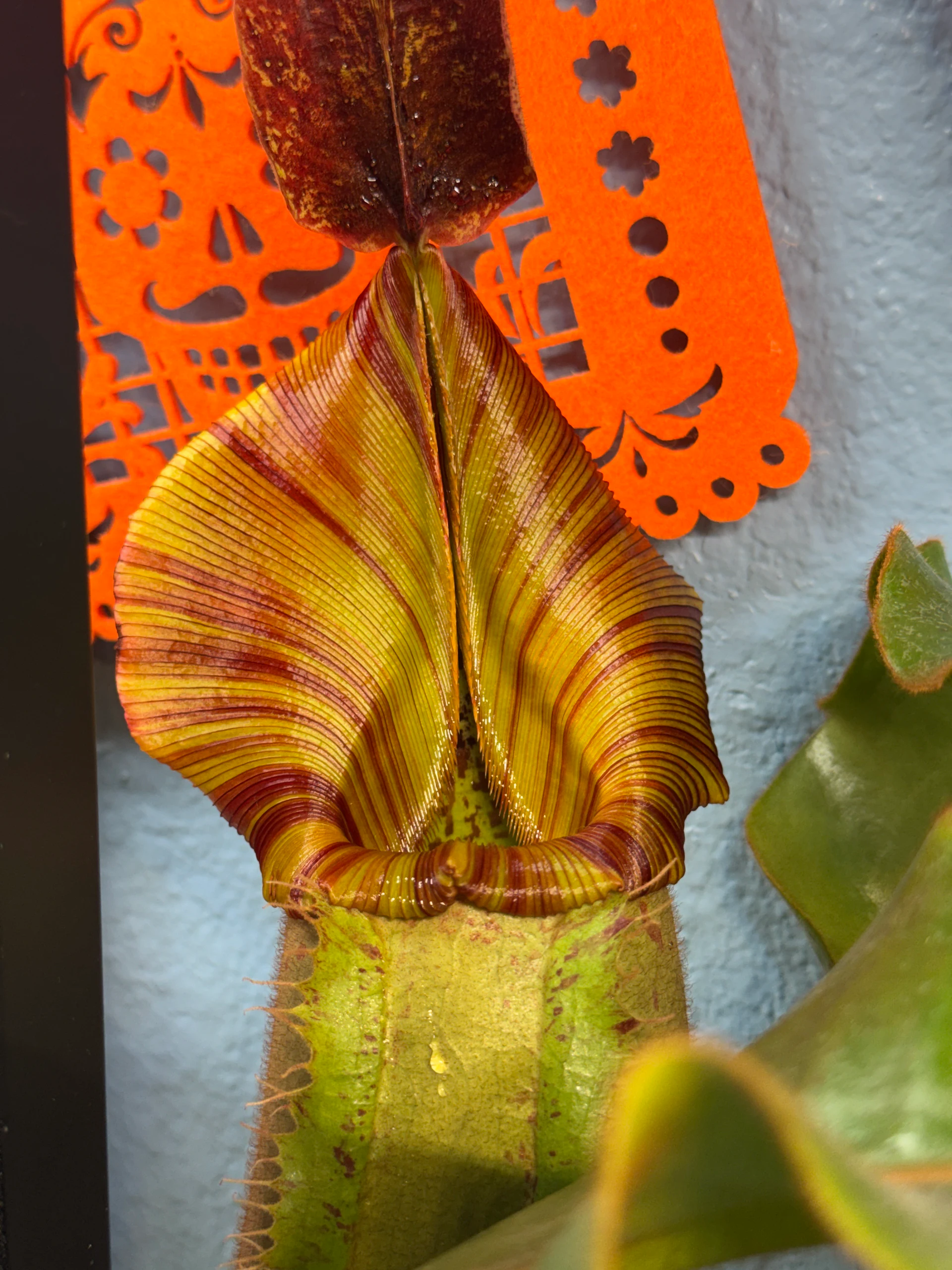 Nepenthes veitchii '“itching”' by LushGrows
