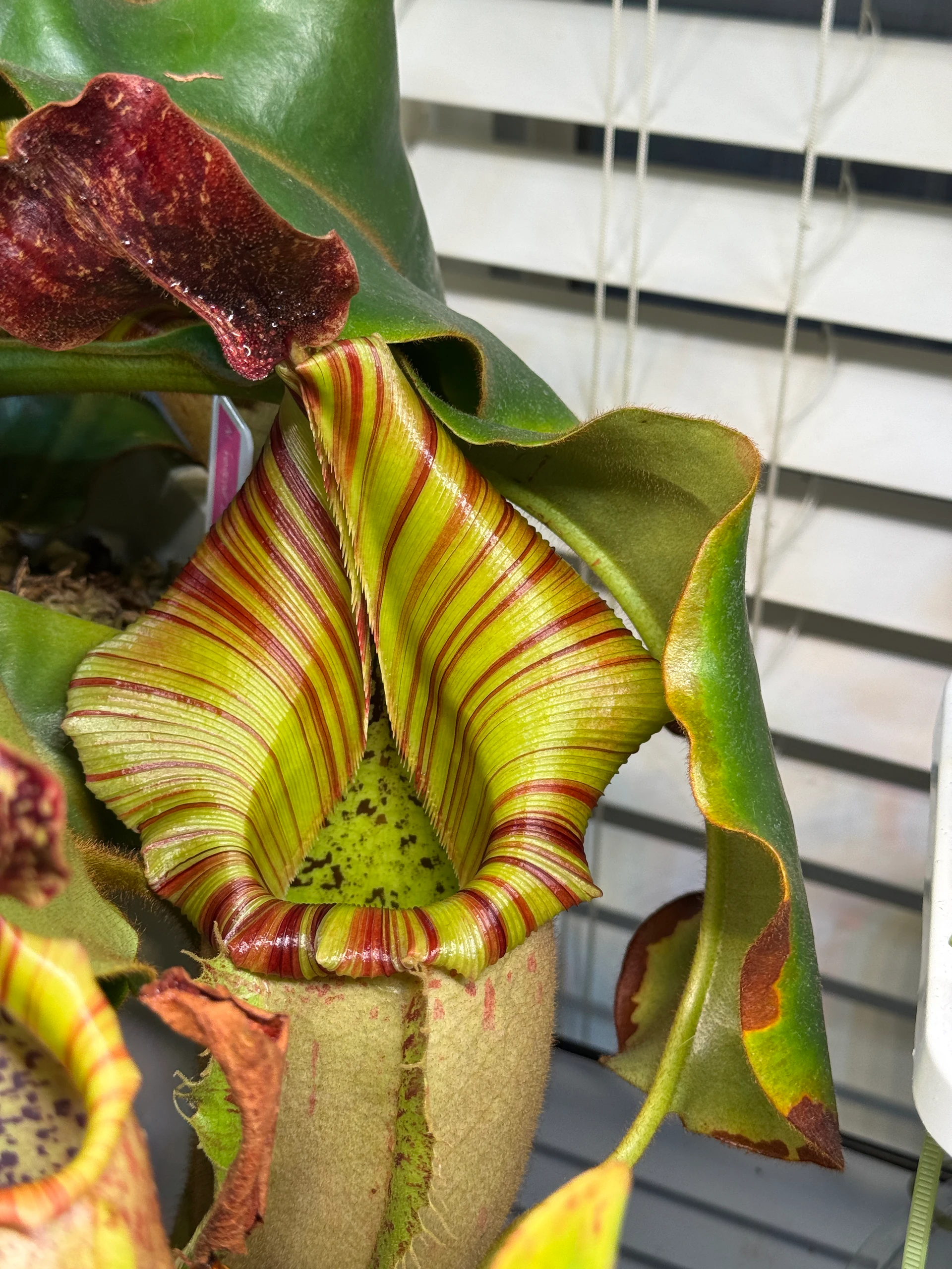 Nepenthes veitchii '“itching”' by LushGrows