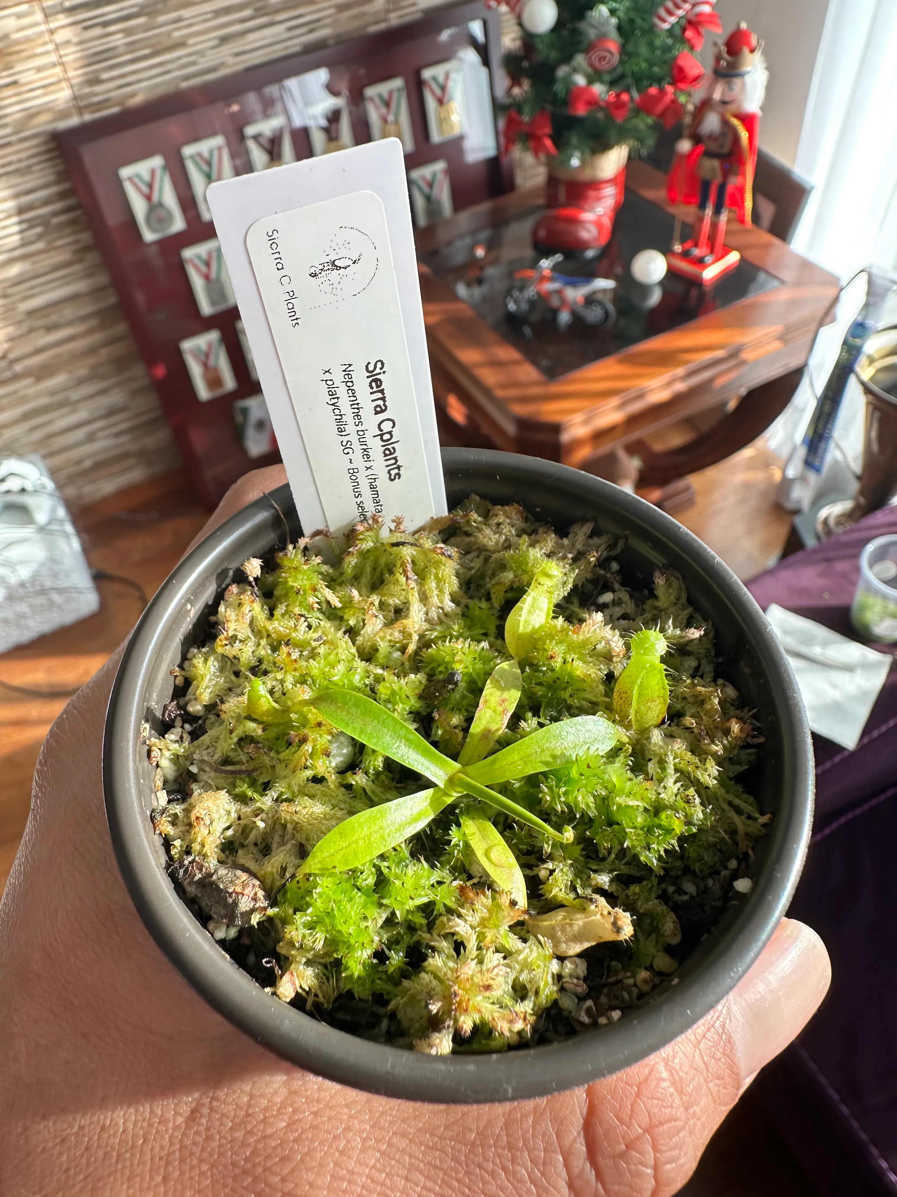 Nepenthes Burkei × (Hamata x Platychila) by marklt