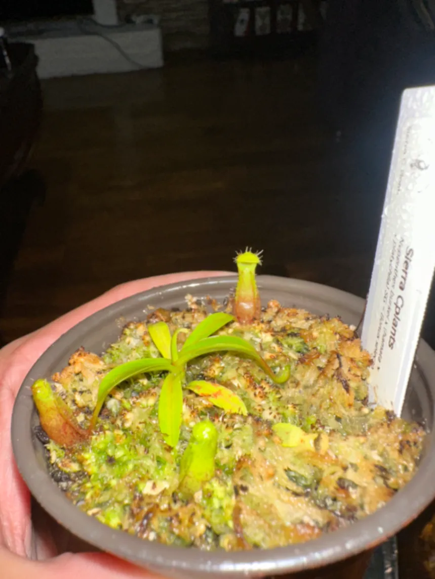 Nepenthes Burkei × (Hamata x Platychila) by marklt