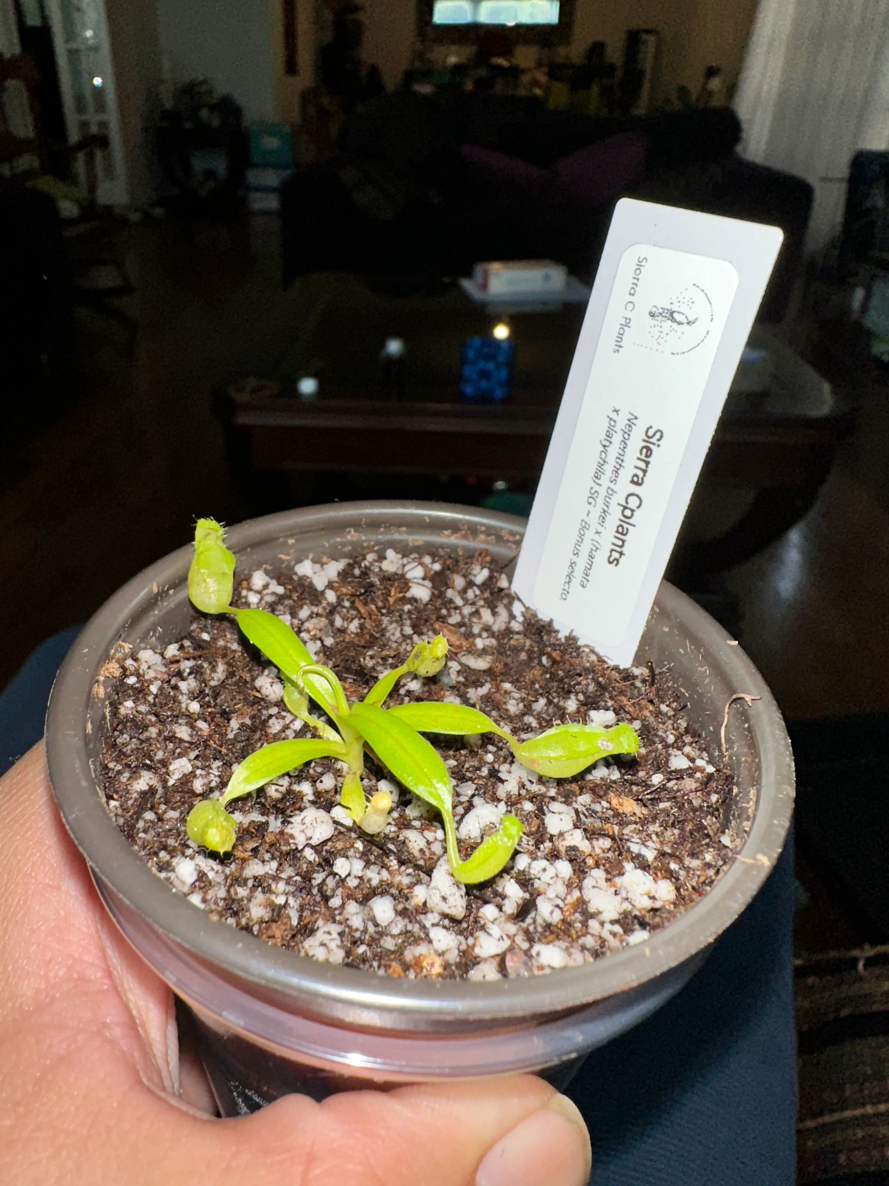 Nepenthes Burkei × (Hamata x Platychila) by marklt
