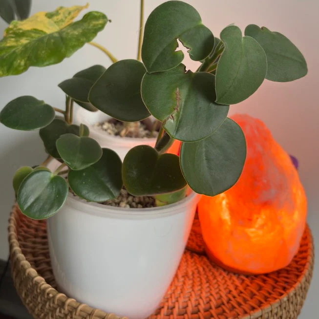 Peperomia incana by katiesplants