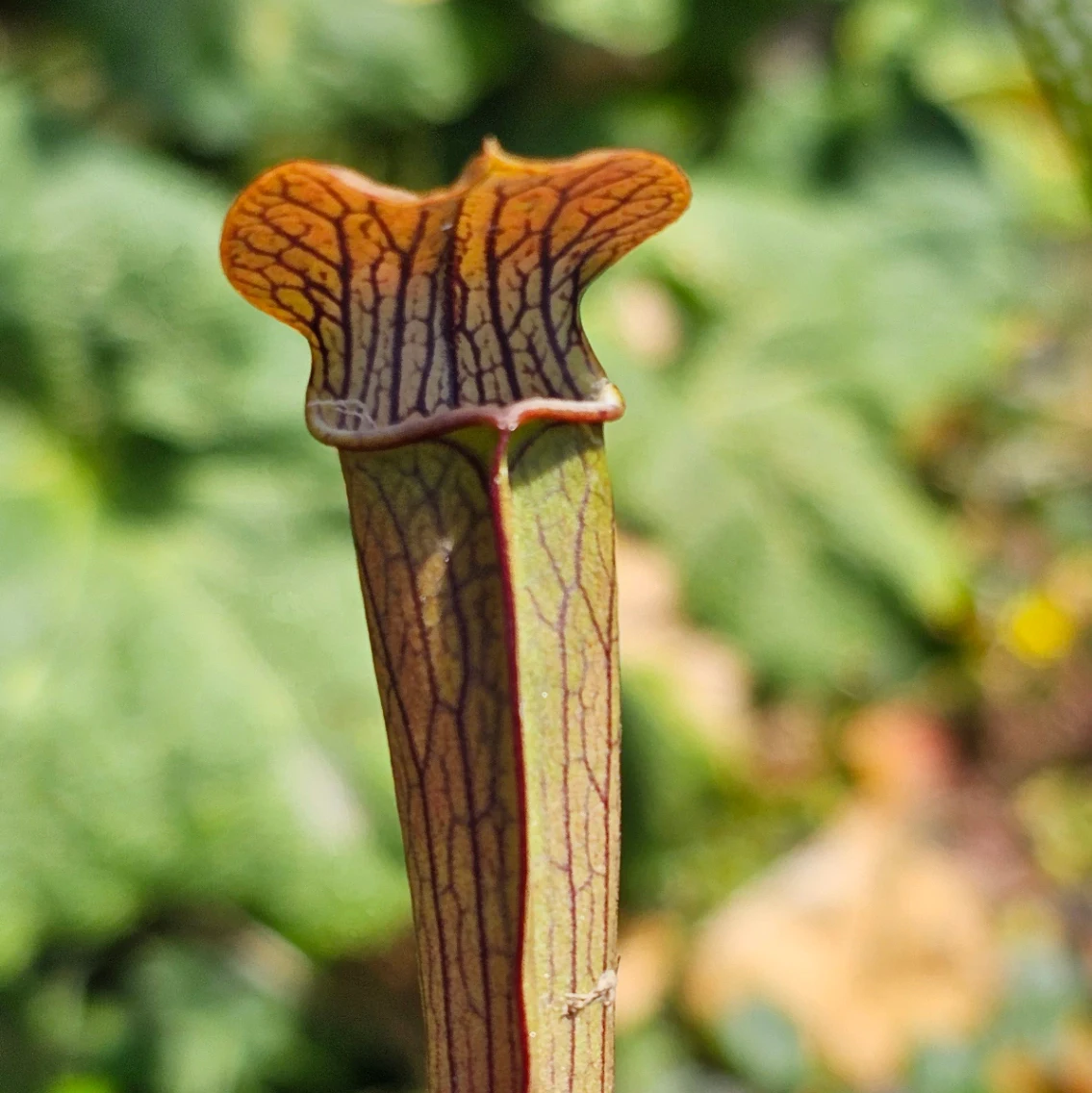 Sarracenia rubra by aaaamory