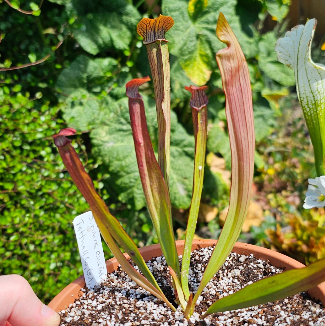 Sarracenia rubra by aaaamory