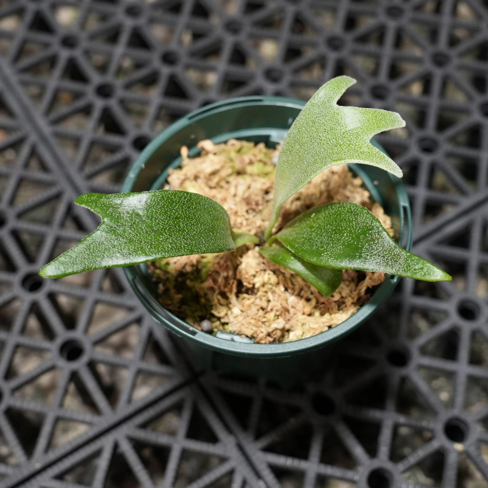 Platycerium Veitchii 'Auburn River' x Alcicorne Madagascar sporeling by aroot