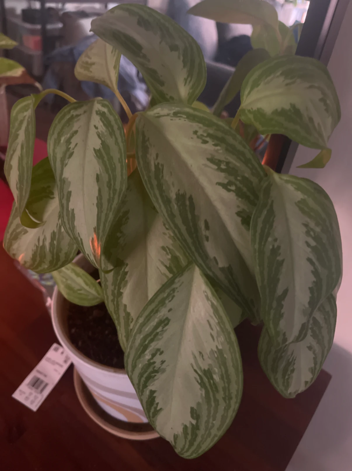 Aglaonema commutatum 'Silver Bay' by joshchristoffersen
