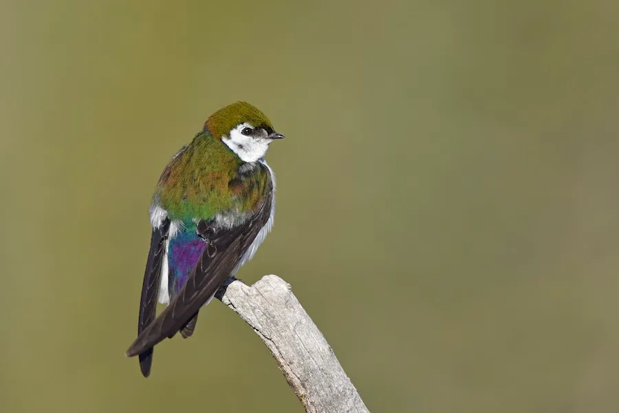 Violet-green Swallow Tachycineta thalassina by genevieve