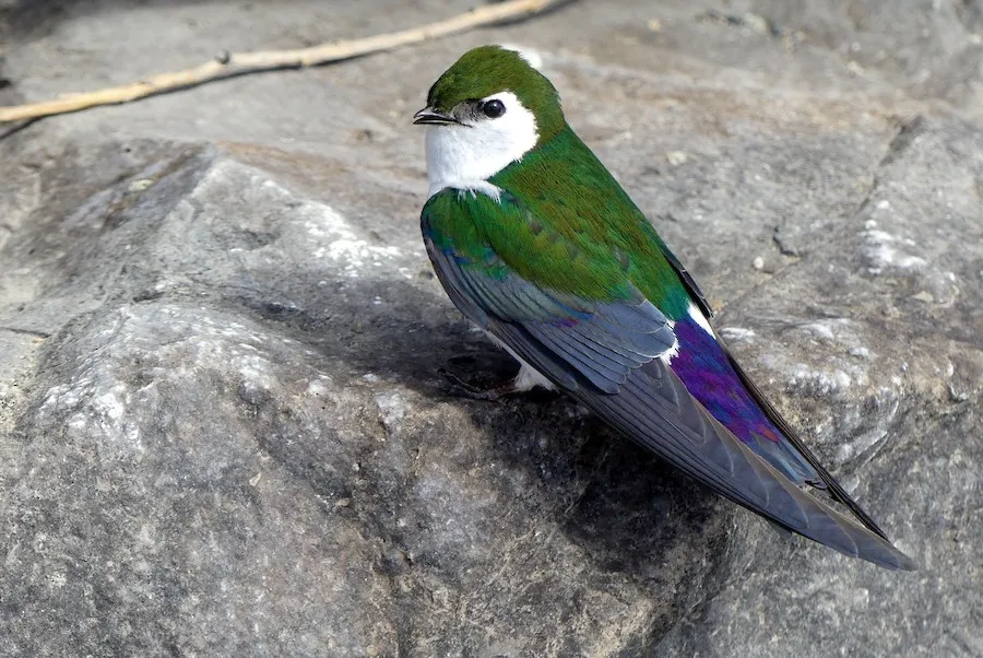 Violet-green Swallow Tachycineta thalassina by genevieve