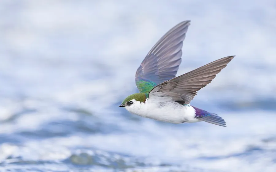 Violet-green Swallow Tachycineta thalassina by genevieve