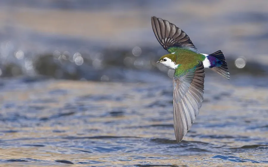 Violet-green Swallow Tachycineta thalassina by genevieve