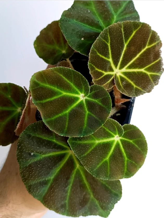 Begonia olsoniae by NashvilleNDP
