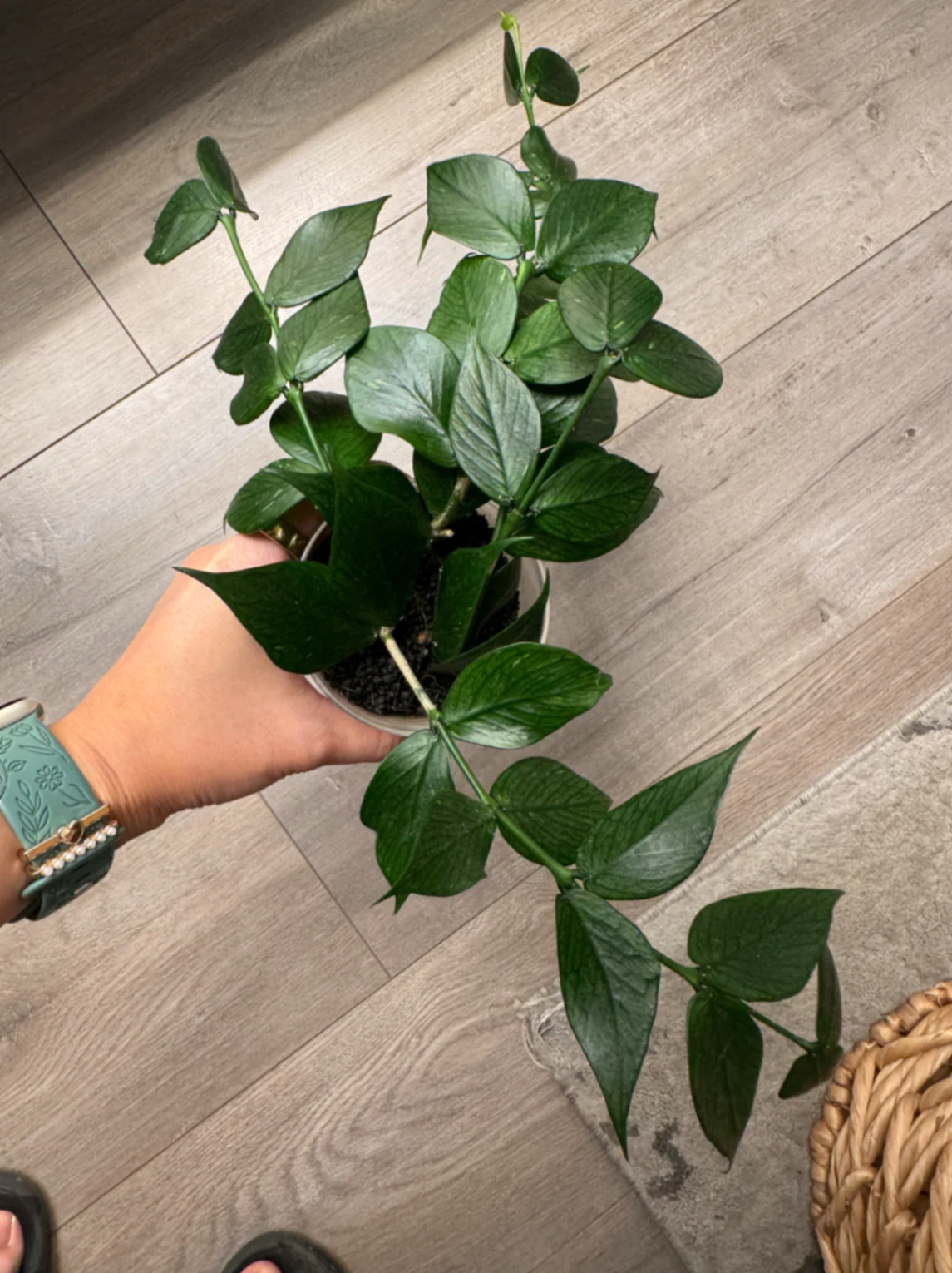 Hoya Polyneura by Labuleaf