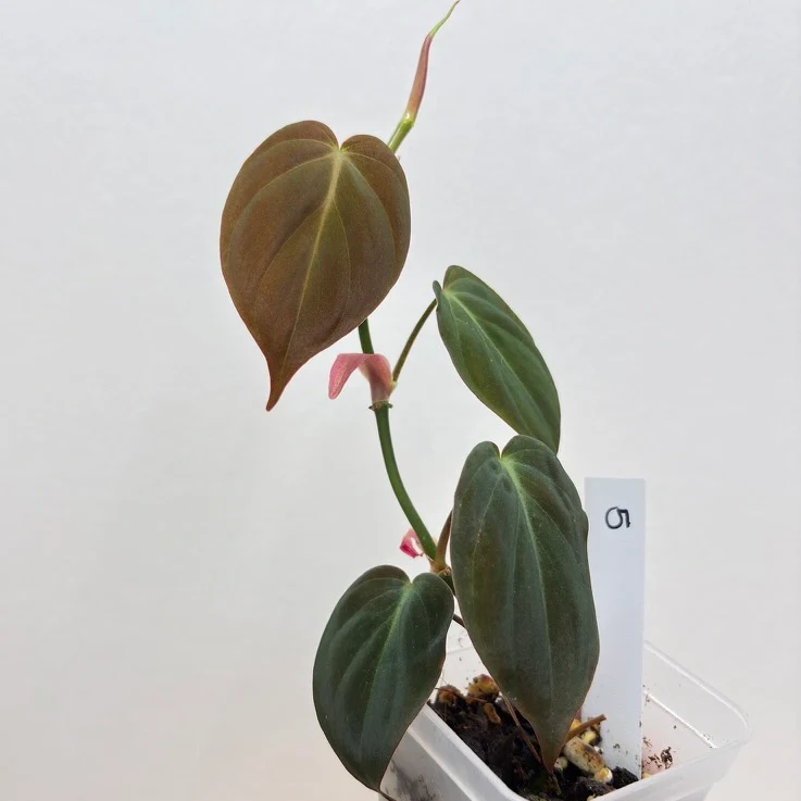 Philodendron hederaceum 'micans' by katiesplants