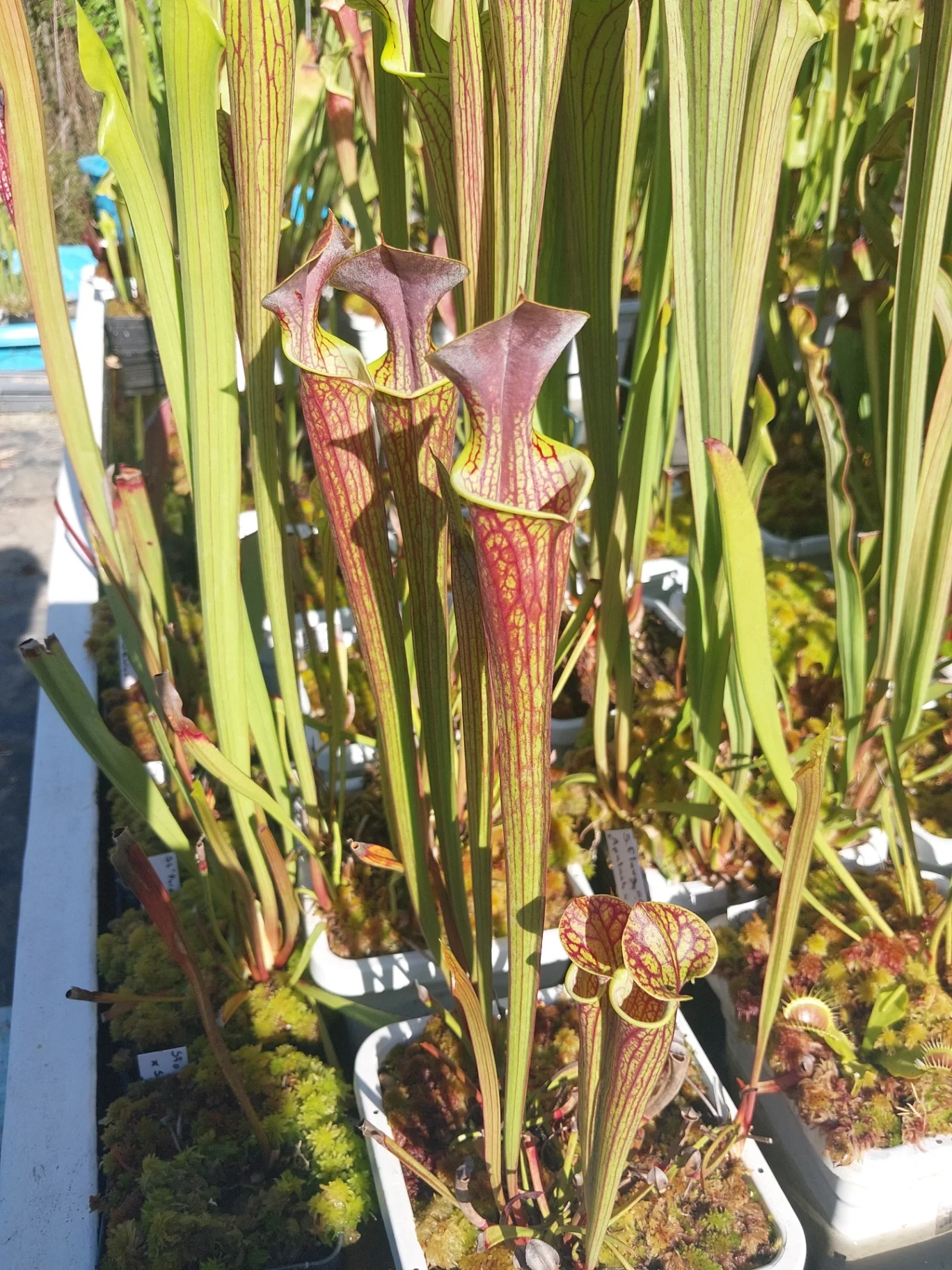 Sarracenia flava 'Apalach x Super Ornata' by P_Hill_FL