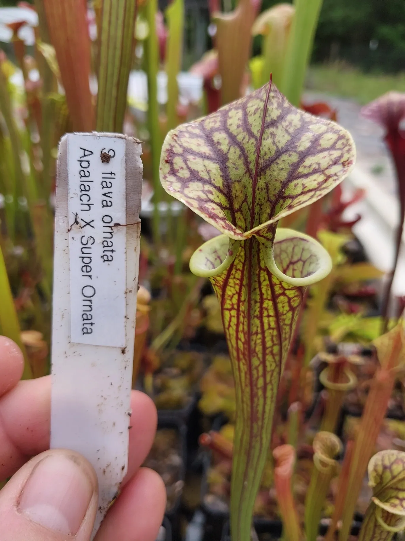 Sarracenia flava 'Apalach x Super Ornata' by P_Hill_FL