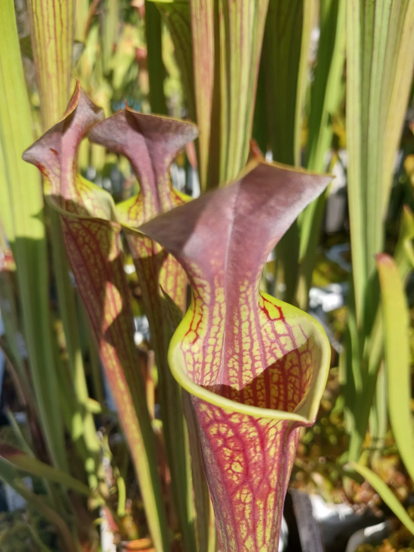 Sarracenia flava 'Apalach x Super Ornata' by P_Hill_FL