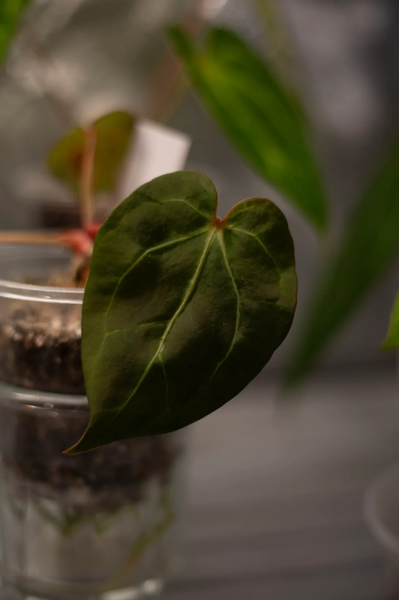 Anthurium (Carla x BVEP) x RC by migy