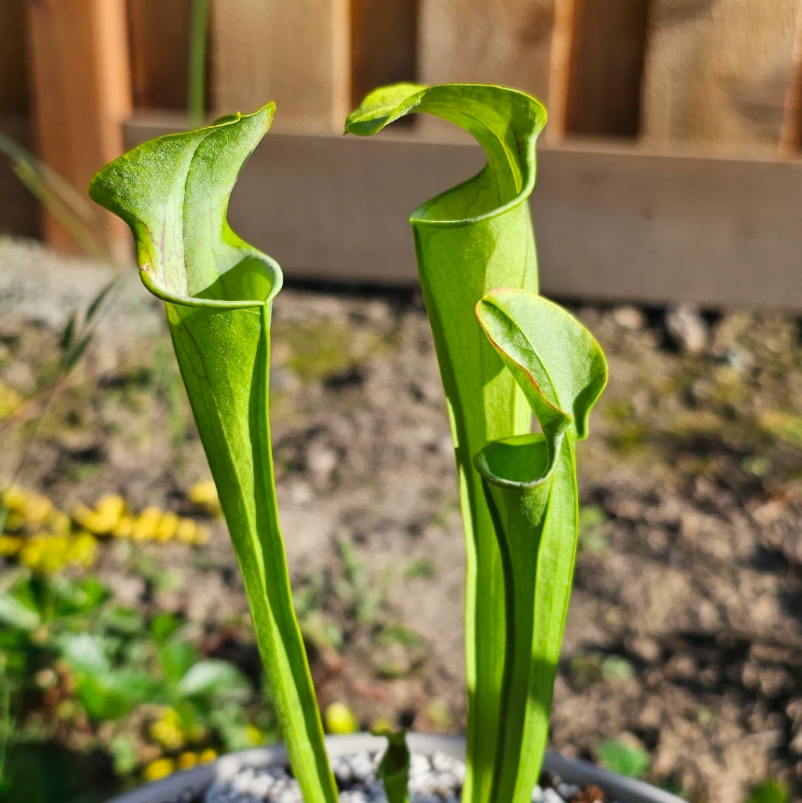 Sarracenia oreophila by aaaamory
