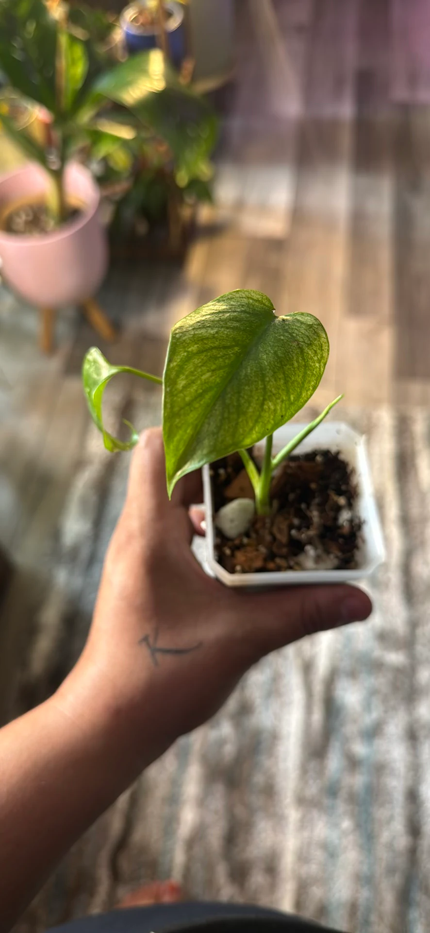 Monstera White Monster by Ohtatie