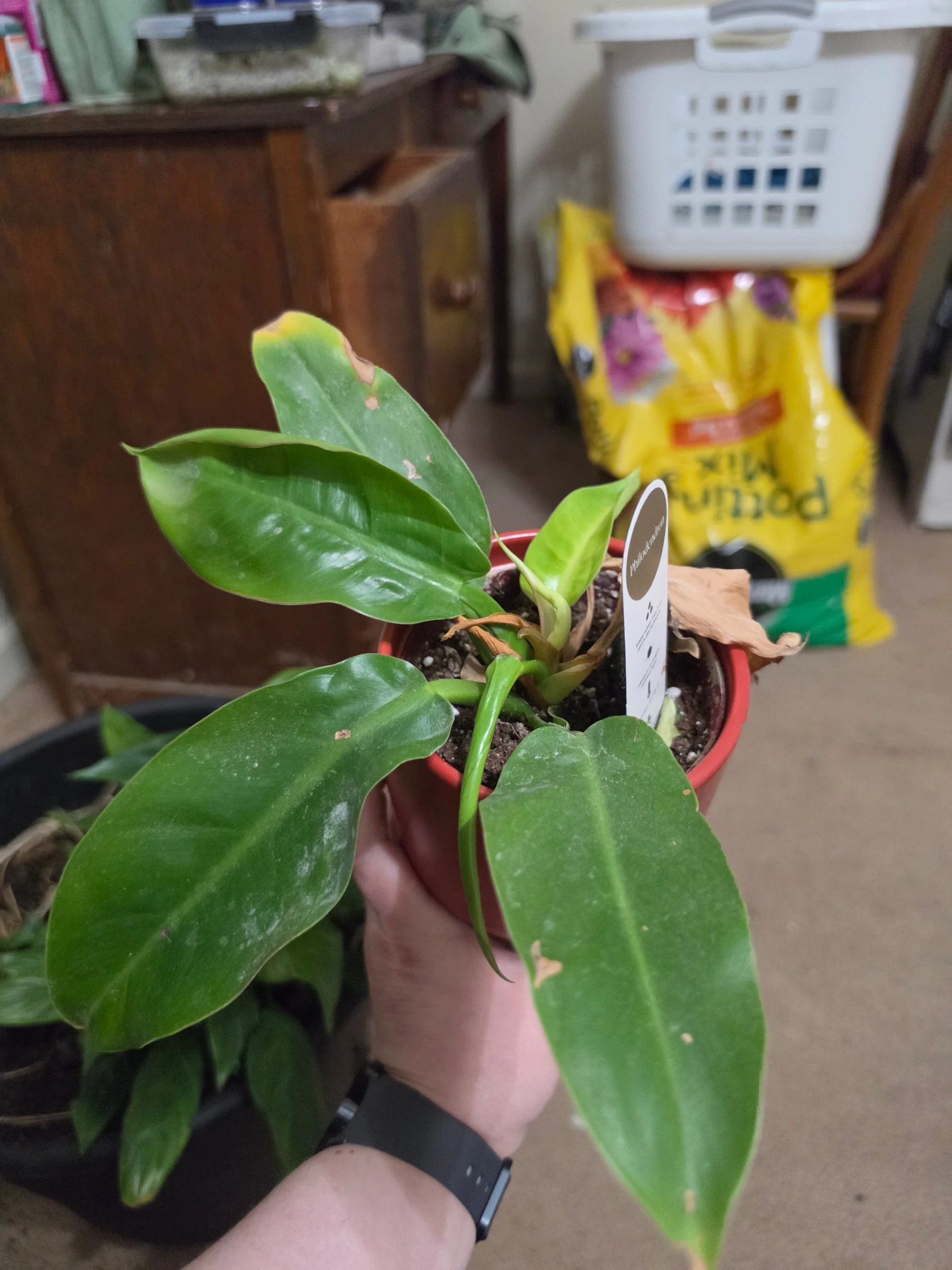 Philodendron Moonlight by Lilith