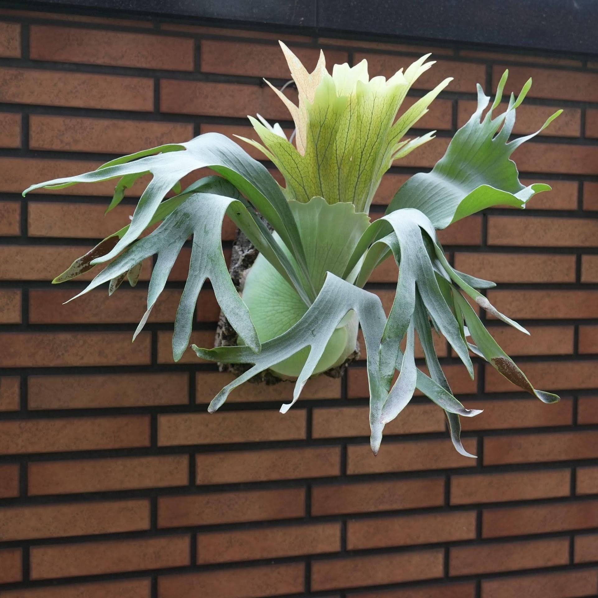 Platycerium Shoryuken by aroot