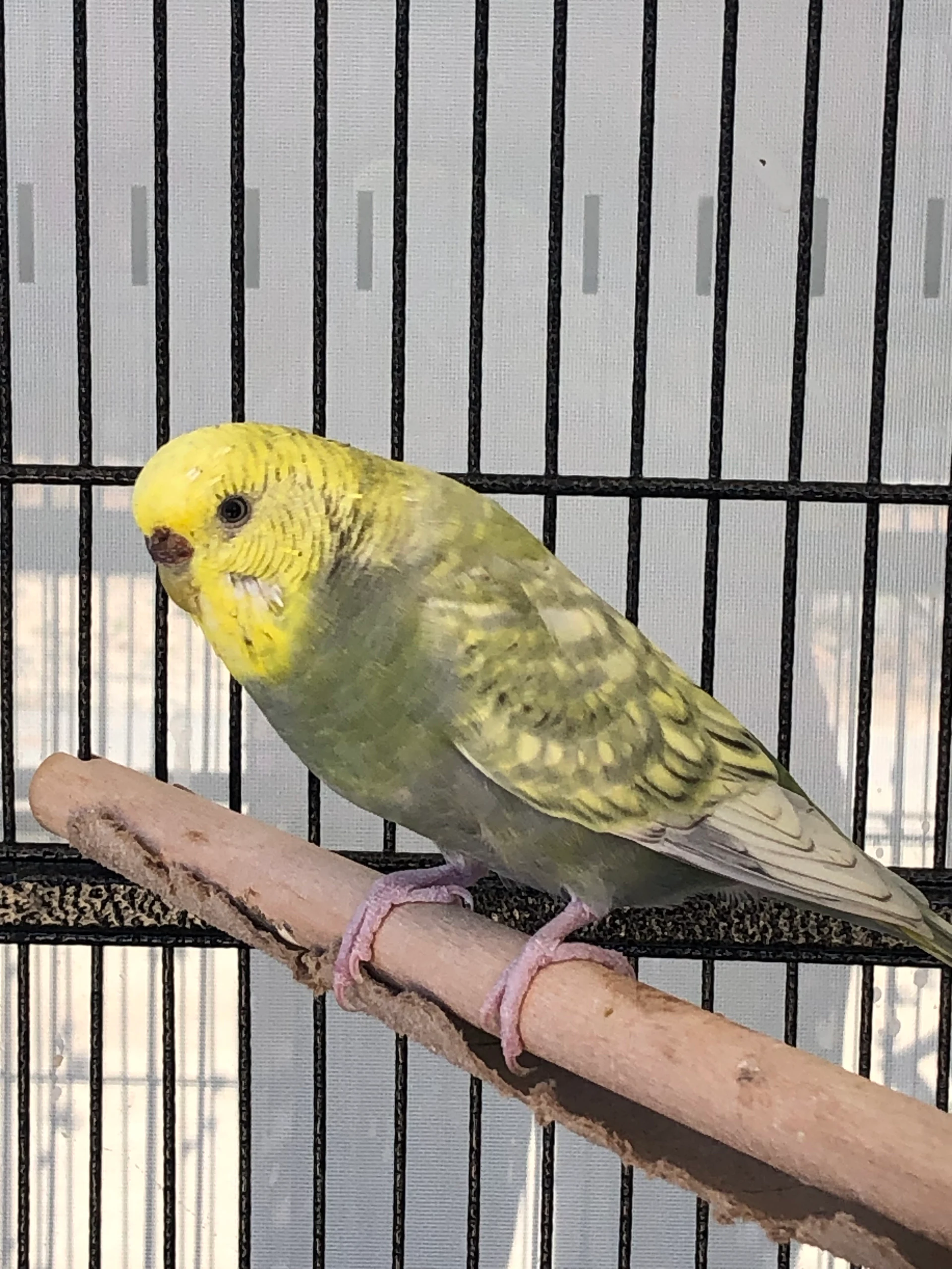 Budgerigar Melopsittacus undulatus by Freckles