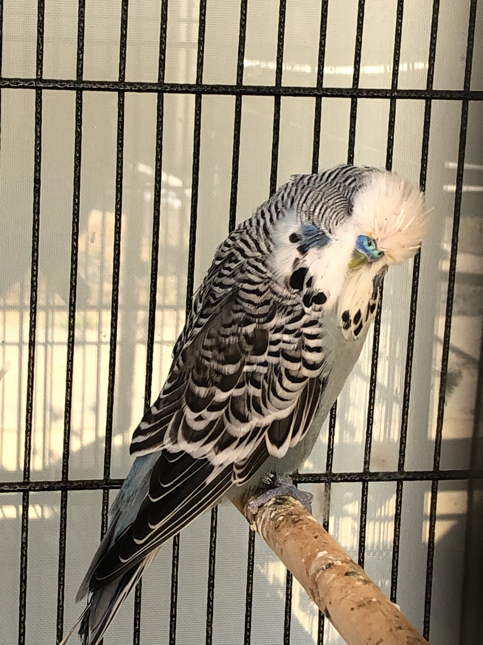 Budgerigar Melopsittacus undulatus by Freckles