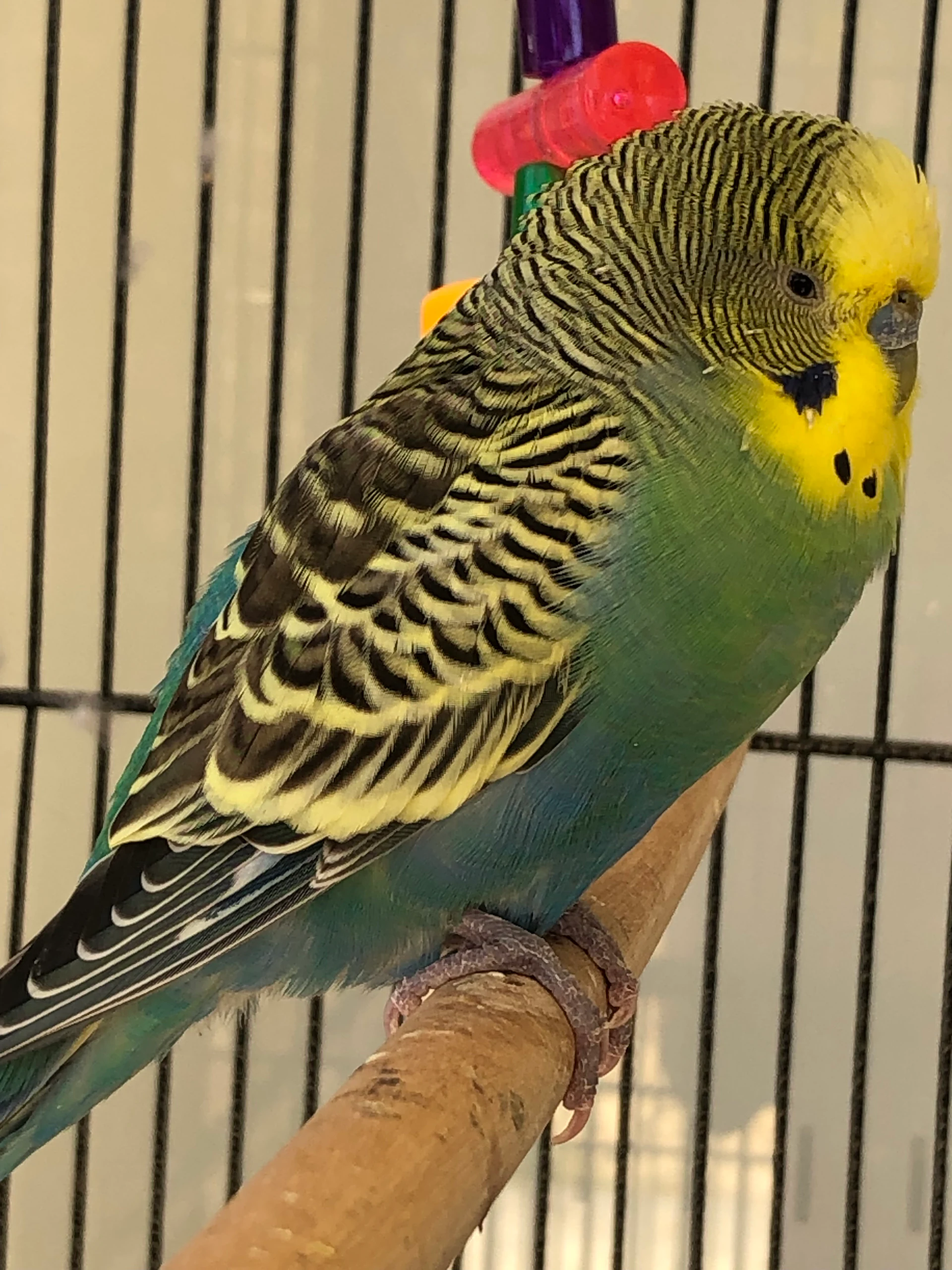 Budgerigar Melopsittacus undulatus by Freckles