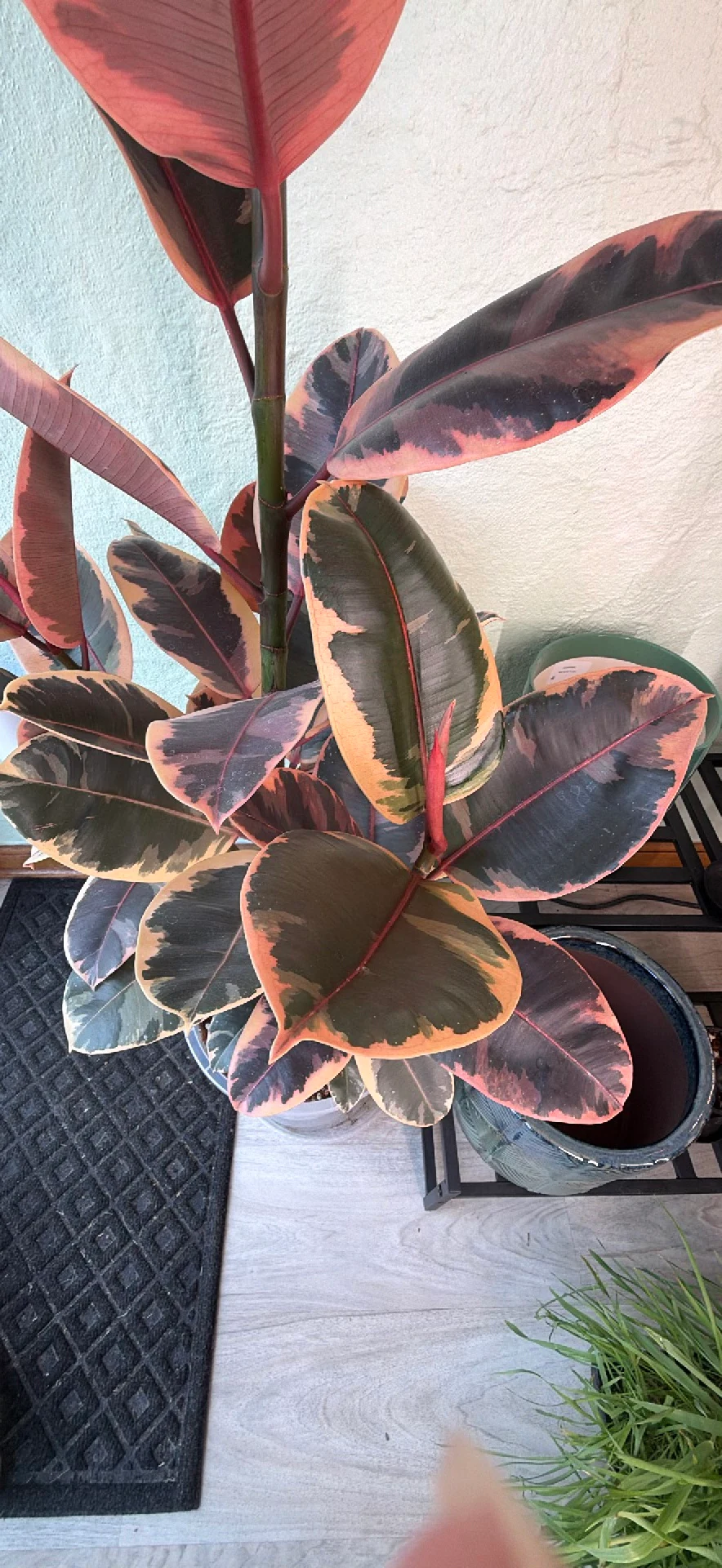 Ficus elastica 'Ruby' by ButtRainbow