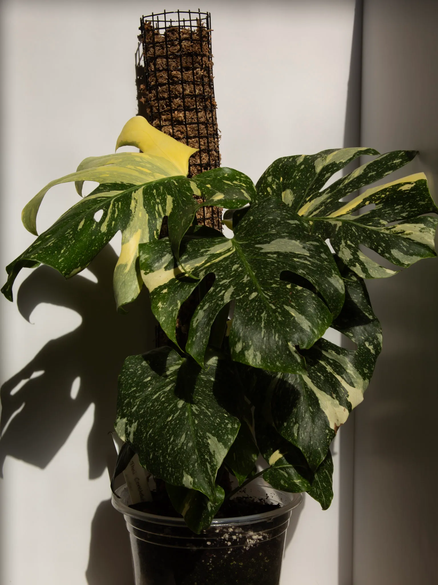 Monstera deliciosa 'Thai Constellation ' by migy