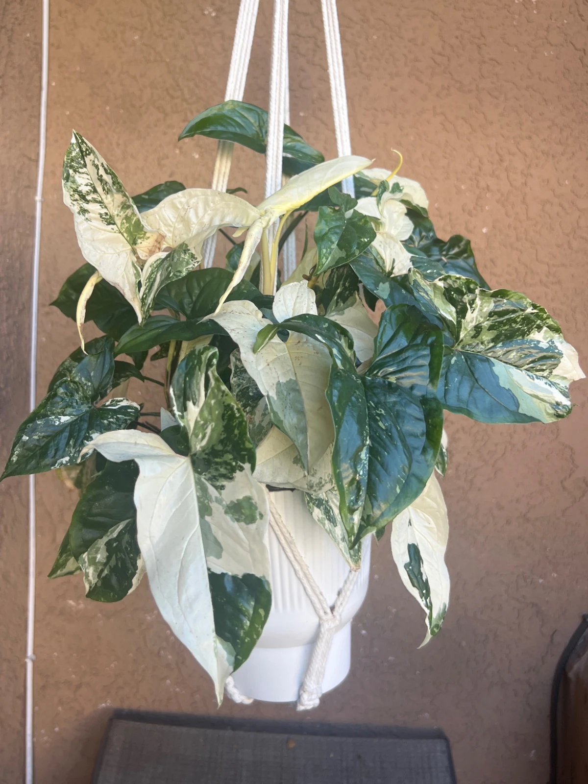 Syngonium podophyllum 'Albo Variegata' by alohamora